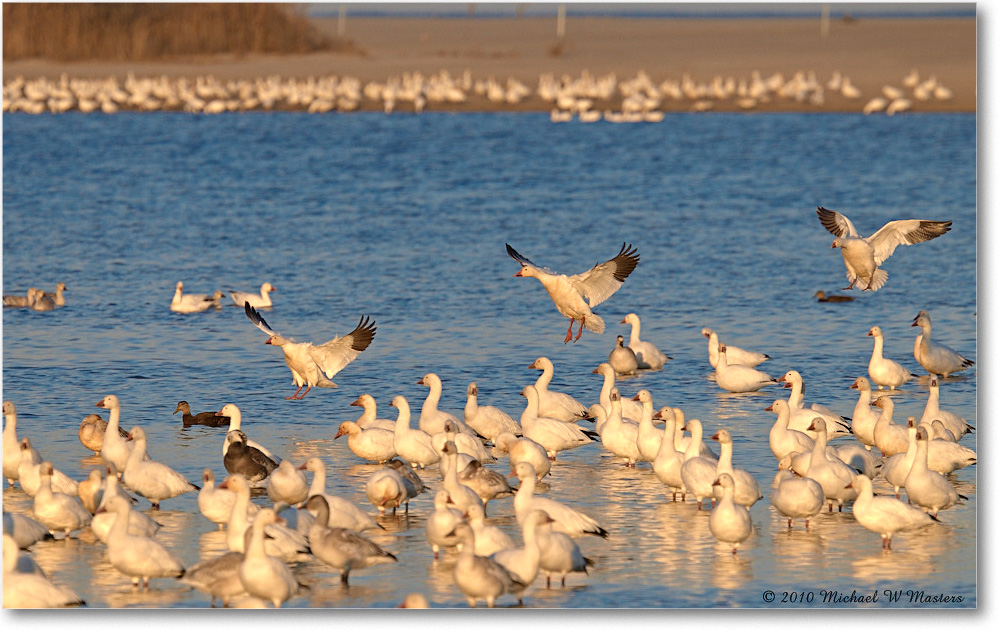 SnowGeese_ChincoNWR-sc_2010Nov_D4A1531 copy