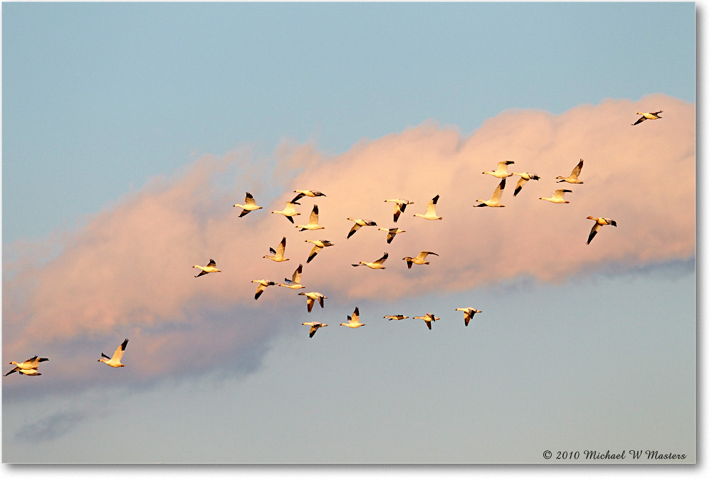 SnowGeese_ChincoNWR-sc_2010Nov_D4A1571 copy