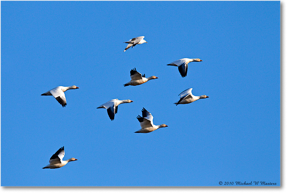 SnowGeese_ChincoNWR-sc_2010Nov_D4A1602 copy