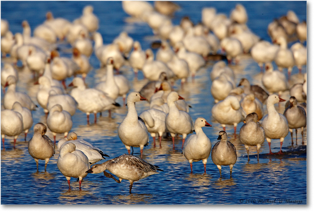 SnowGeese_ChincoNWR-sc_2010Nov_S3A3117 copy