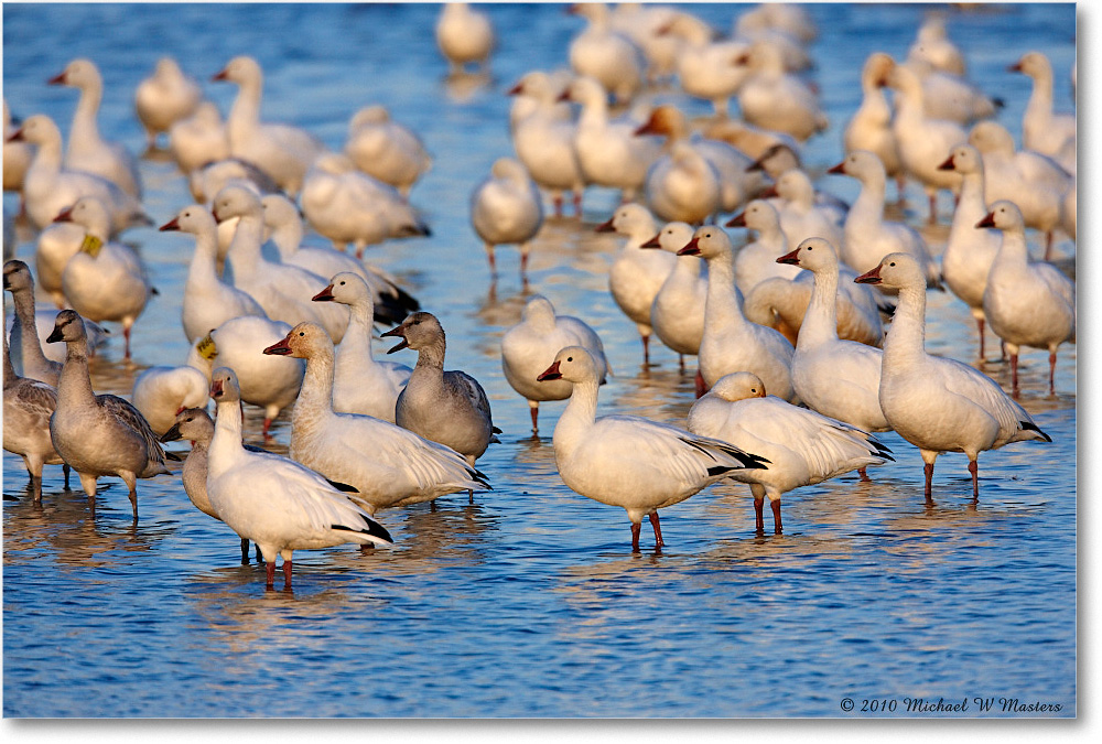 SnowGeese_ChincoNWR-sc_2010Nov_S3A3121 copy