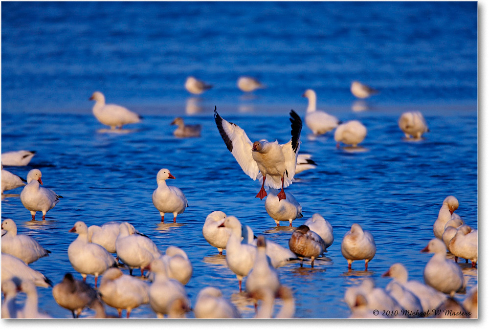 SnowGeese_ChincoNWR-sc_2010Nov_S3A3180 copy