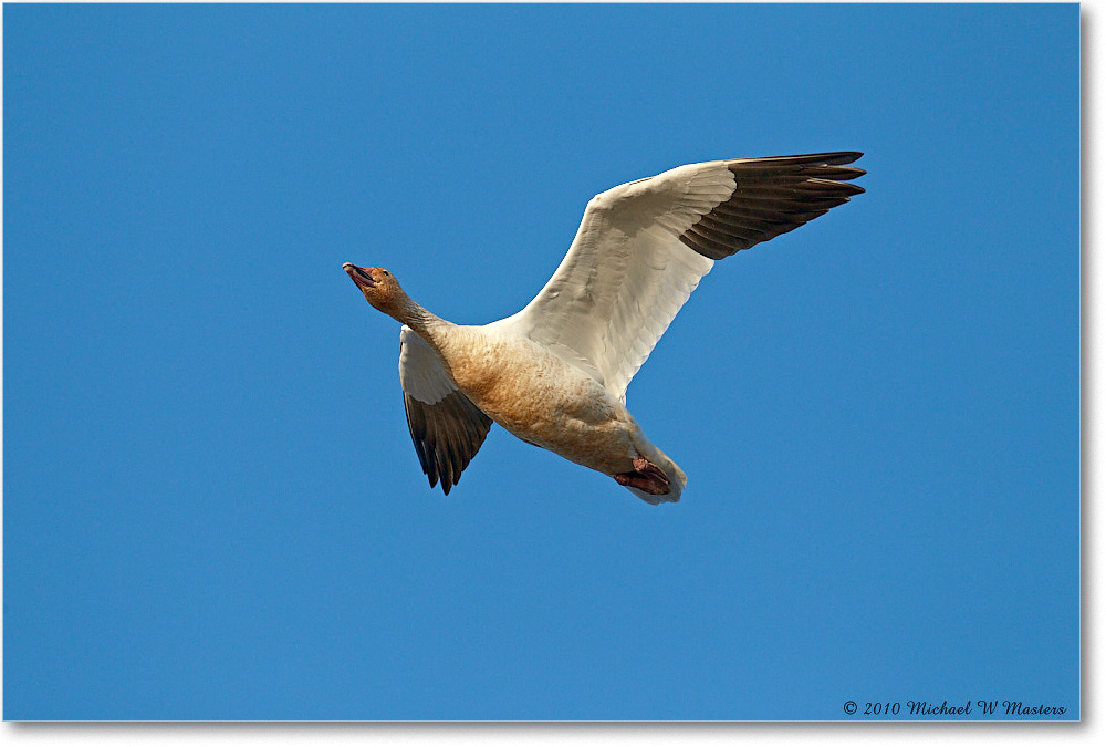 SnowGoose_ChincoNWR-sc_2010Nov_D4A1350 copy