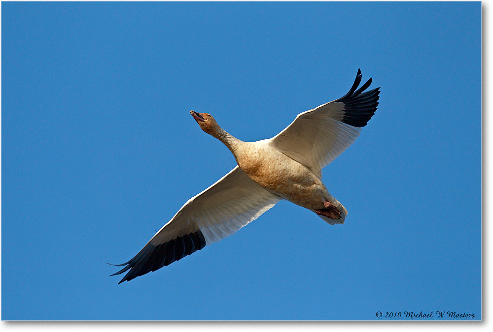 SnowGoose_ChincoNWR-sc_2010Nov_D4A1351 copy