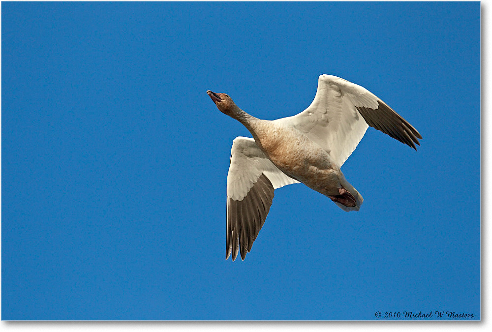 SnowGoose_ChincoNWR-sc_2010Nov_D4A1352 copy