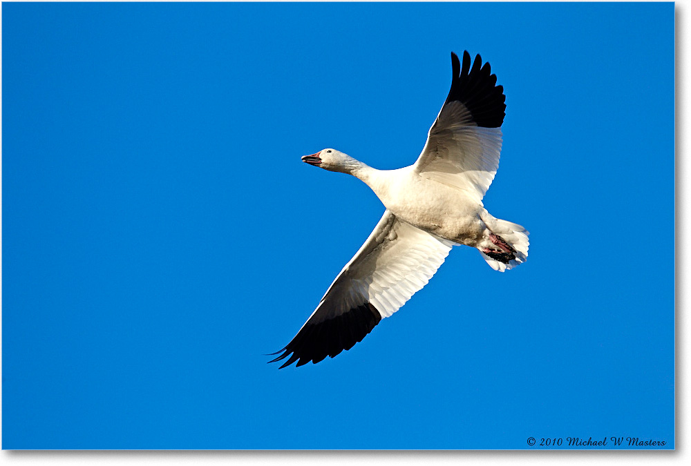 SnowGoose_ChincoNWR-sc_2010Nov_D4A1442 copy