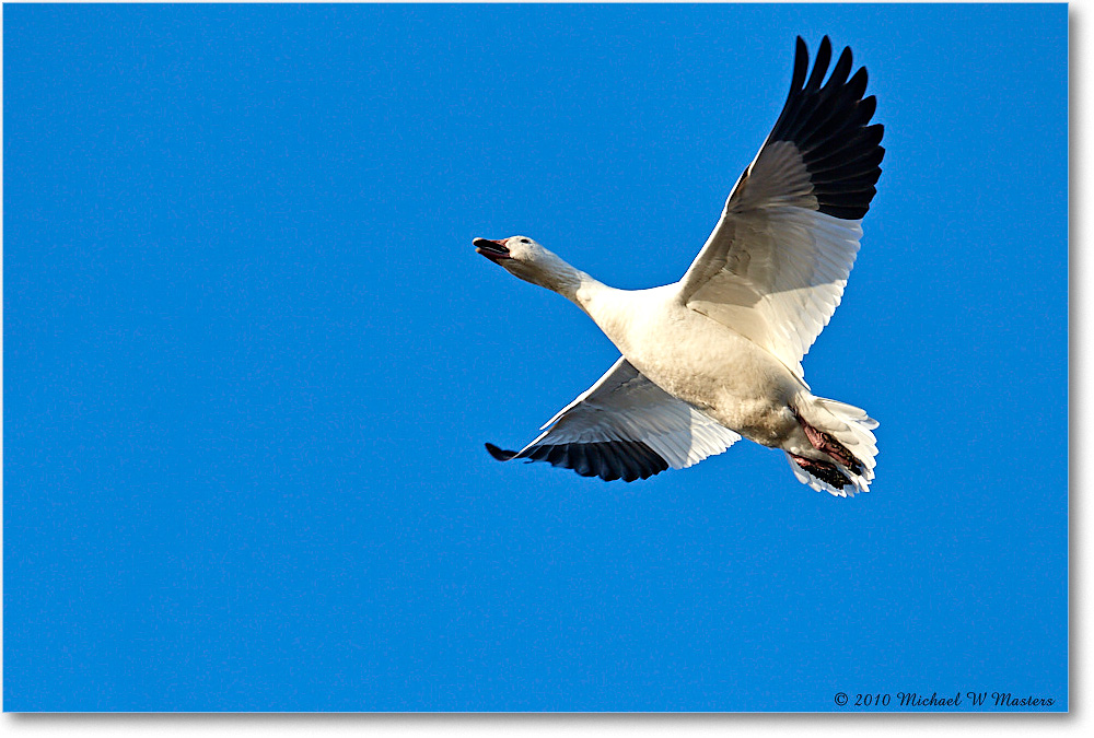 SnowGoose_ChincoNWR-sc_2010Nov_D4A1445 copy