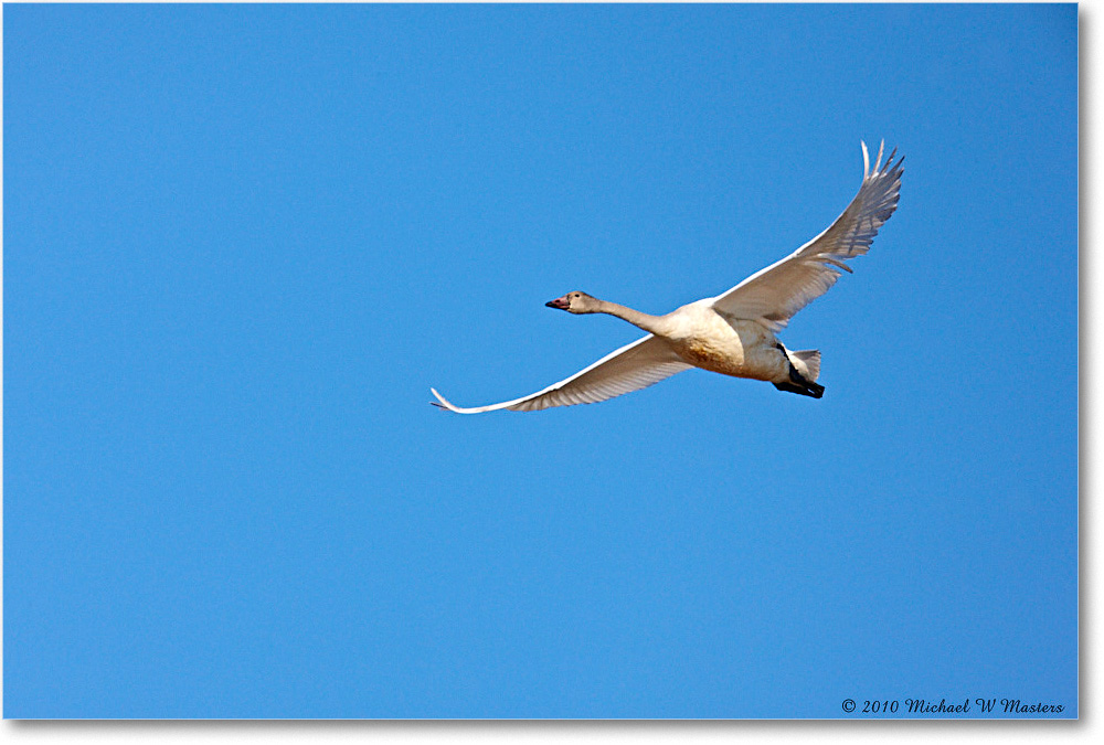 TrumpeterSwanFlight_ChincoNWR-wll_2010Nov_S3A3052 copy
