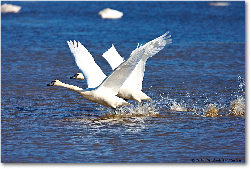 TrumpeterSwanTakeoff_ChincoNWR-wll_2010Nov_S3A2996 copy