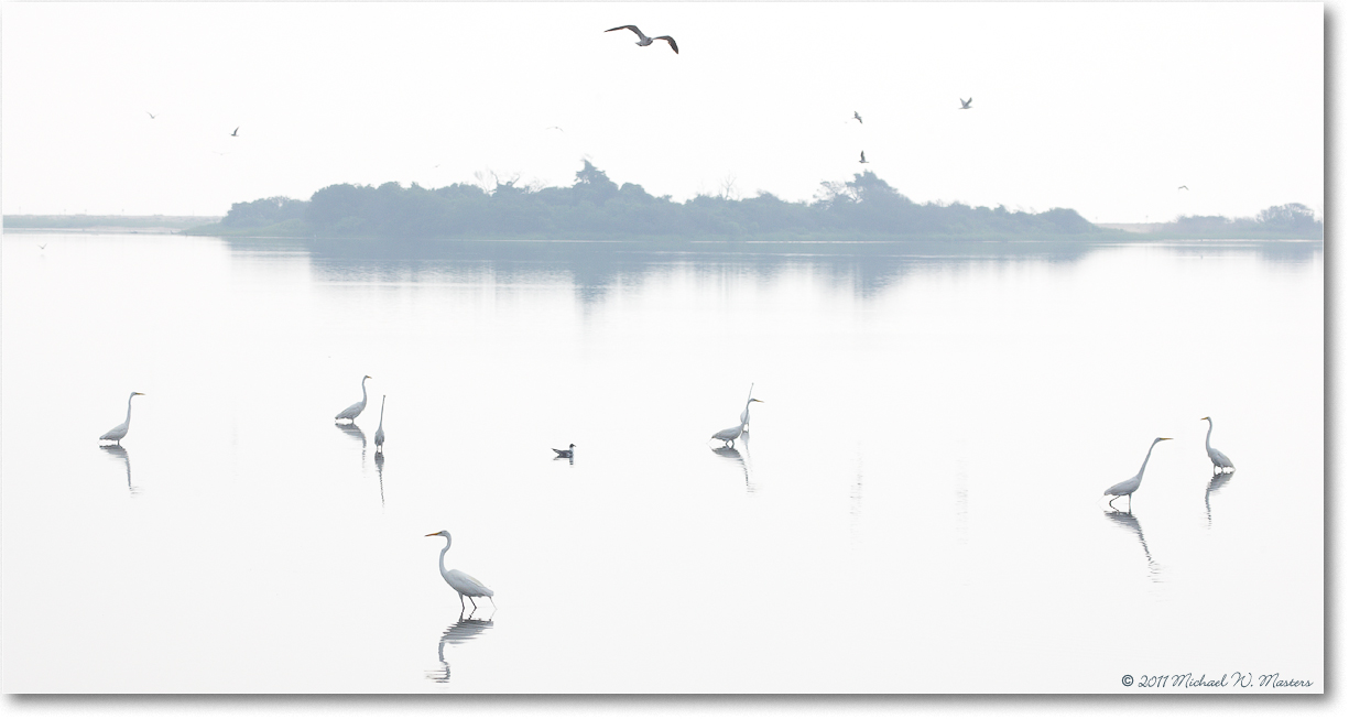 EgretScape-ChincoNWR-2011June_S3A7484