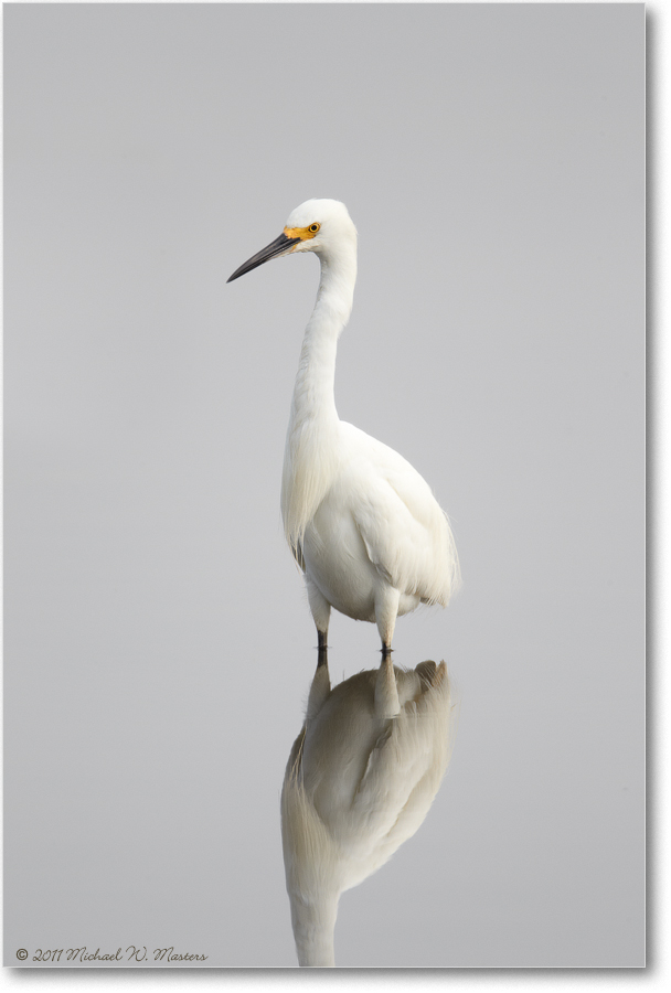 SnowyEgret-ChincoNWR-2011June_D4A4211