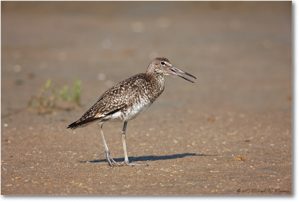 Willet-ChincoNWR-2011June_S3A7330-copy