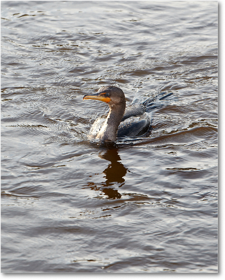 Cormorant_ChincoNWR_2011Nov_D4B0375 copy