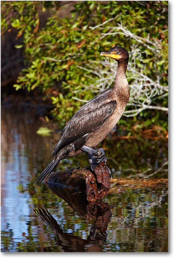 Cormorant_ChincoNWR_2011Nov_S3A5732 copy