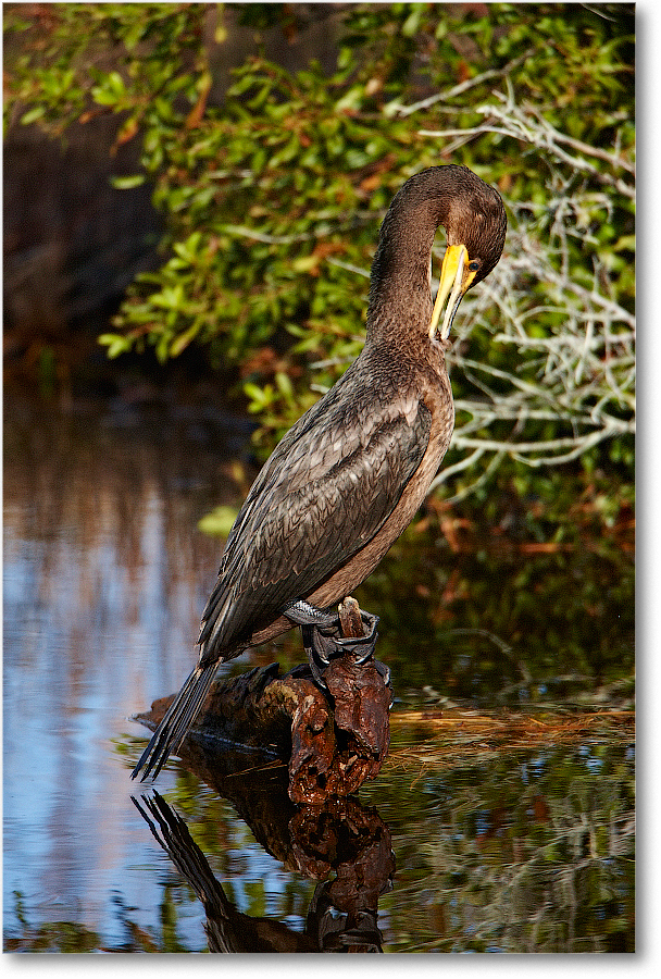 Cormorant_ChincoNWR_2011Nov_S3A5771 copy