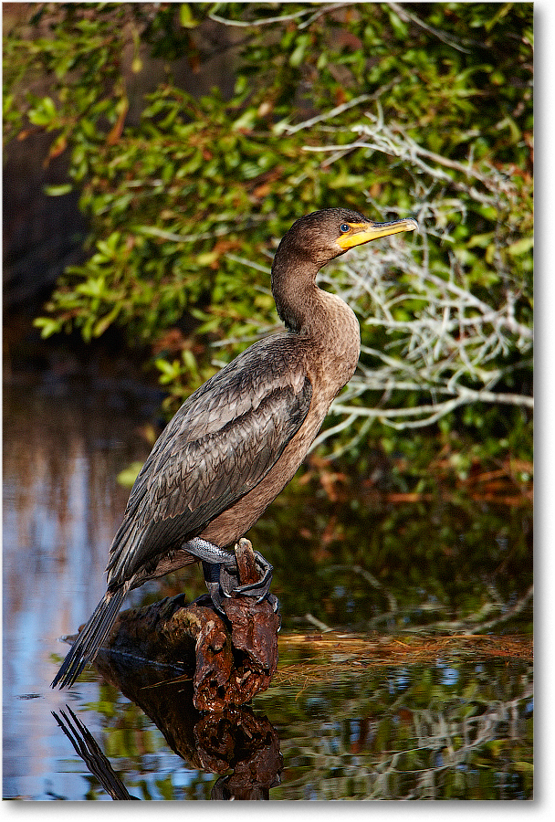 Cormorant_ChincoNWR_2011Nov_S3A5778 copy