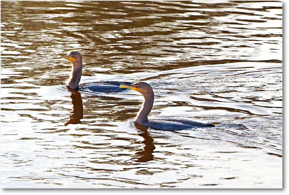 Cormorants_ChincoNWR_2011Nov_D4B0381 copy