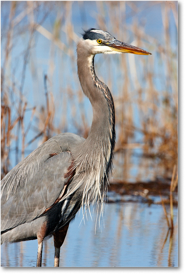 GreatBlueHeron_ChincoNWR_2011Nov_S3A5716 copy