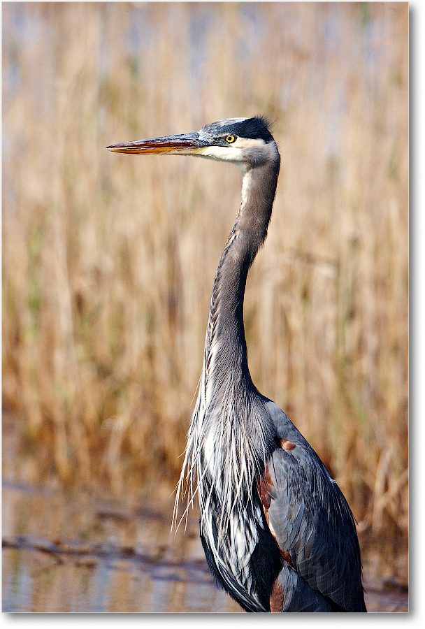 GreatBlueHeron_ChincoNWR_2011Nov_S3A5722 copy