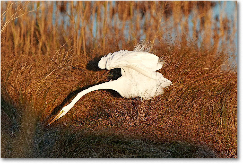 GreatEgret_ChincoNWR_2011Nov_D4B0295 copy