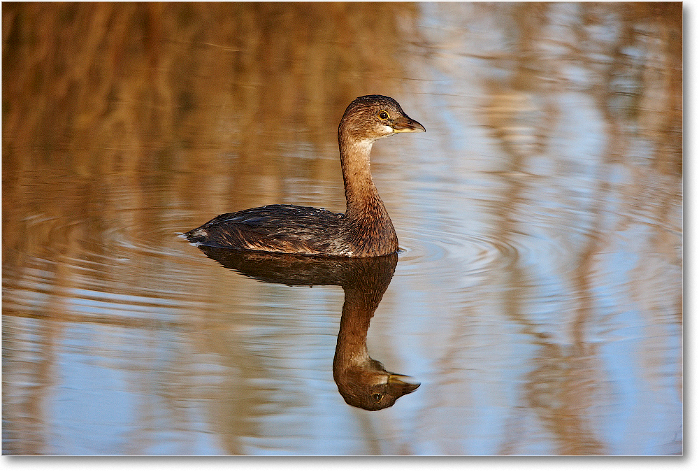 Grebe_ChincoNWR_2011Nov_S3A5793 copy