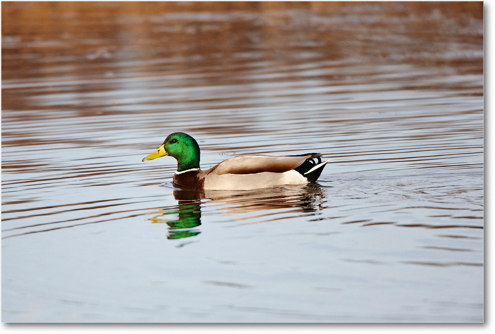 MallardMale_ChincoNWR_2011Nov_S3A5810 copy