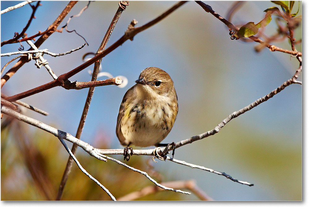 YellowRumpedWarbler_ChincoNWR_2011Nov_D4B0313 copy