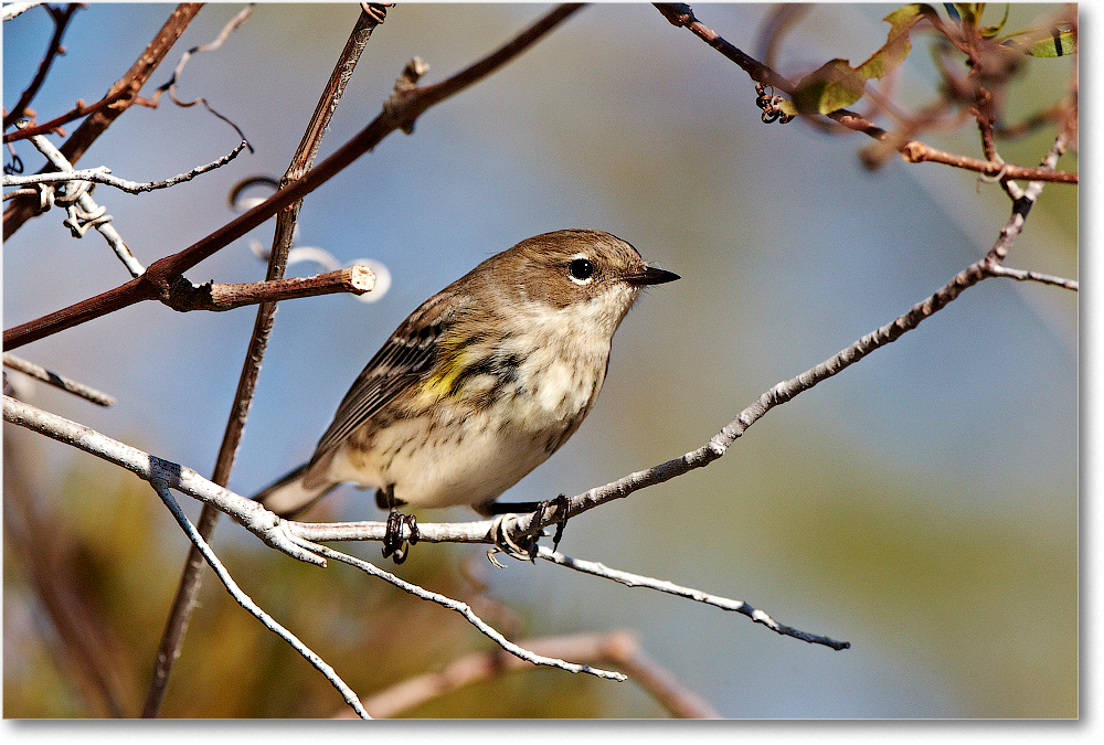 YellowRumpedWarbler_ChincoNWR_2011Nov_D4B0318 copy