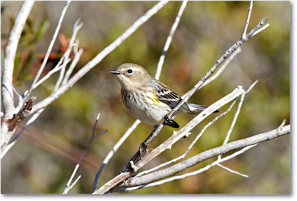 YellowRumpedWarbler_ChincoNWR_2011Nov_D4B0338 copy