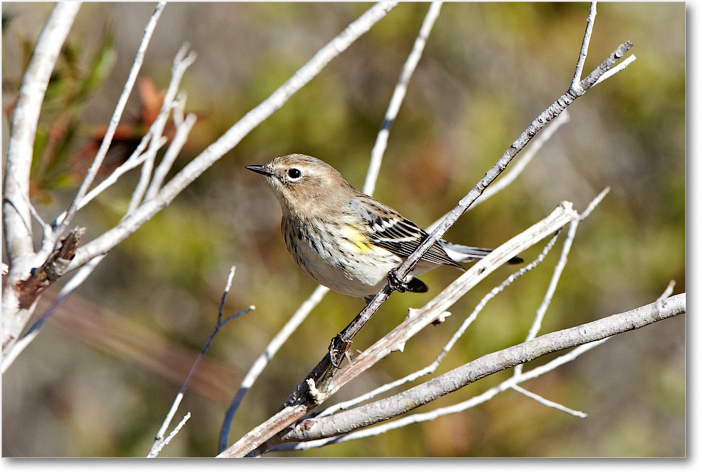 YellowRumpedWarbler_ChincoNWR_2011Nov_D4B0339 copy