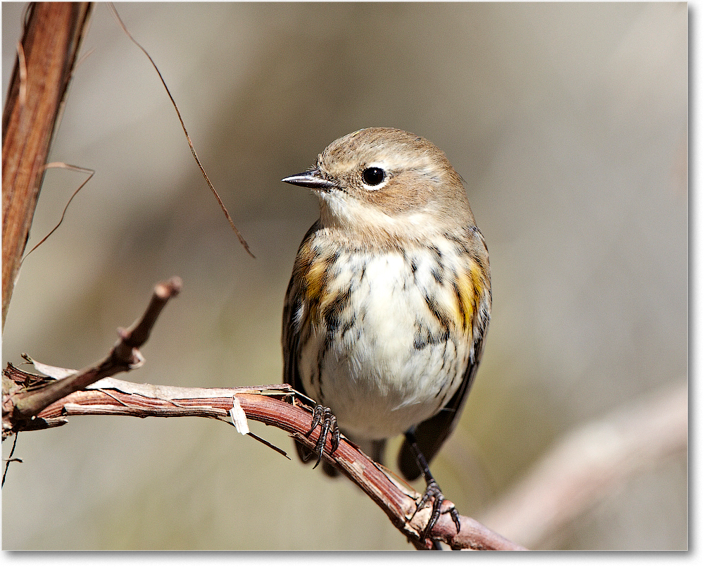 YellowRumpedWarbler_ChincoNWR_2011Nov_D4B0346 copy