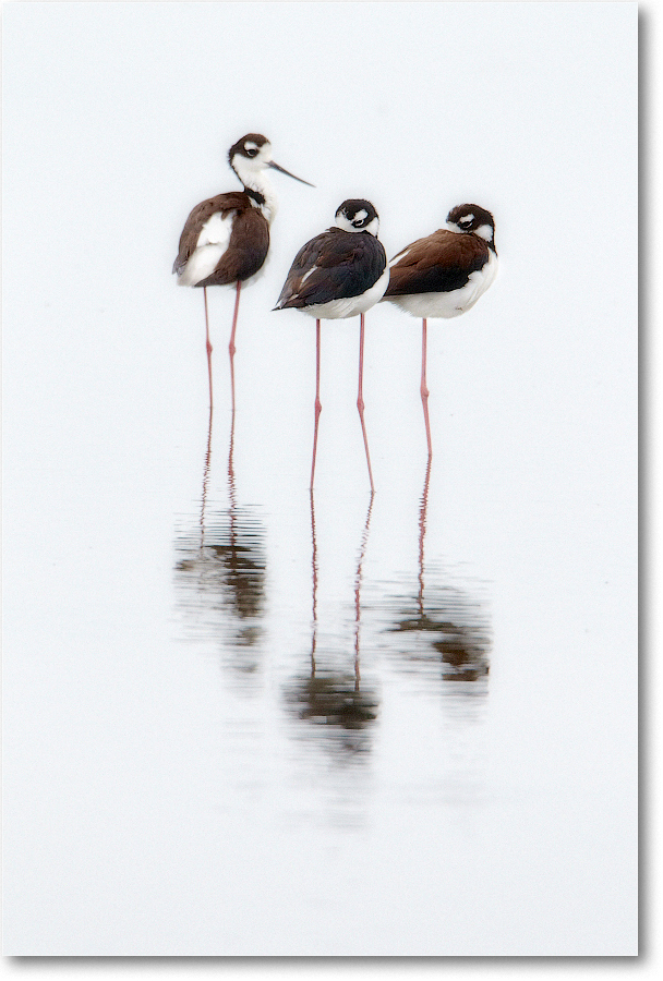 BlackneckedStilt-ChincoNWR-2012June_D4B1129 copy