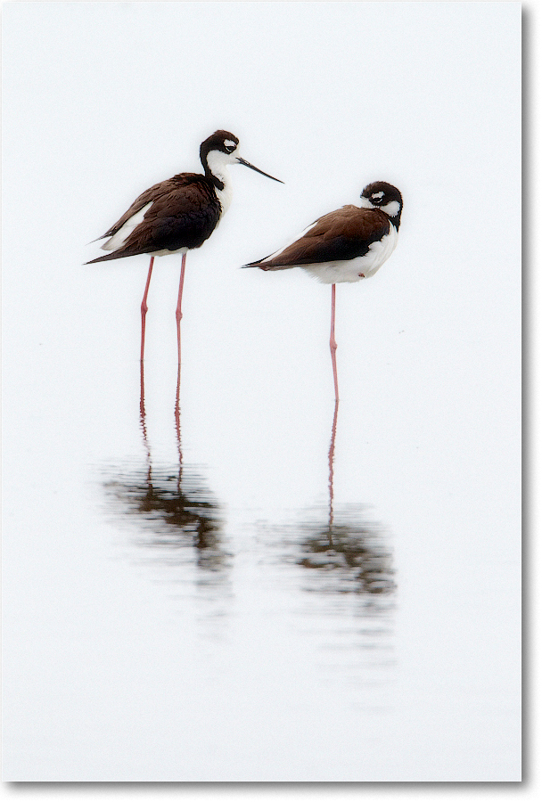 BlackneckedStilt-ChincoNWR-2012June_D4B1136 copy