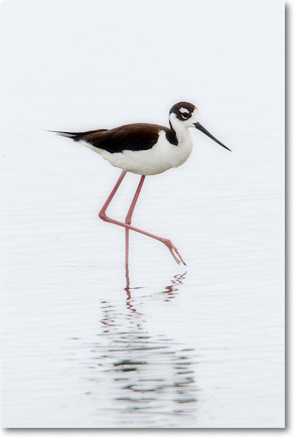BlackneckedStilt-ChincoNWR-2012June_D4B1205 copy