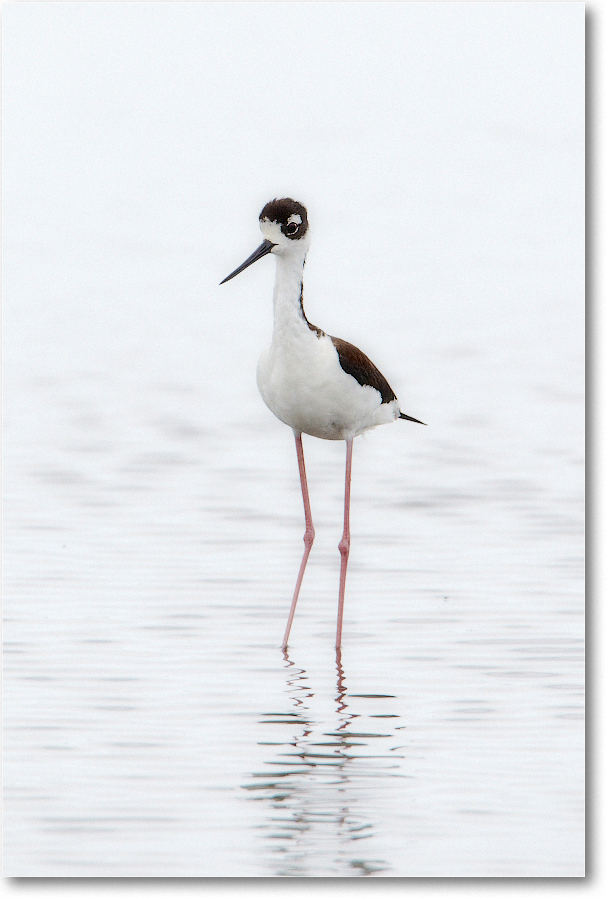 BlackneckedStilt-ChincoNWR-2012June_D4B1225 copy