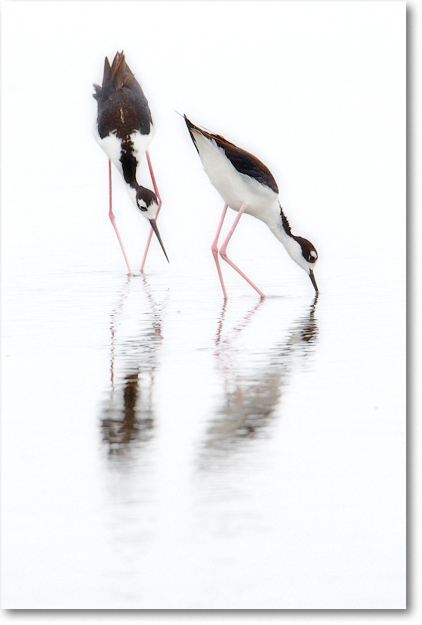 BlackneckedStilt-ChincoNWR-2012June_D4B1392 copy