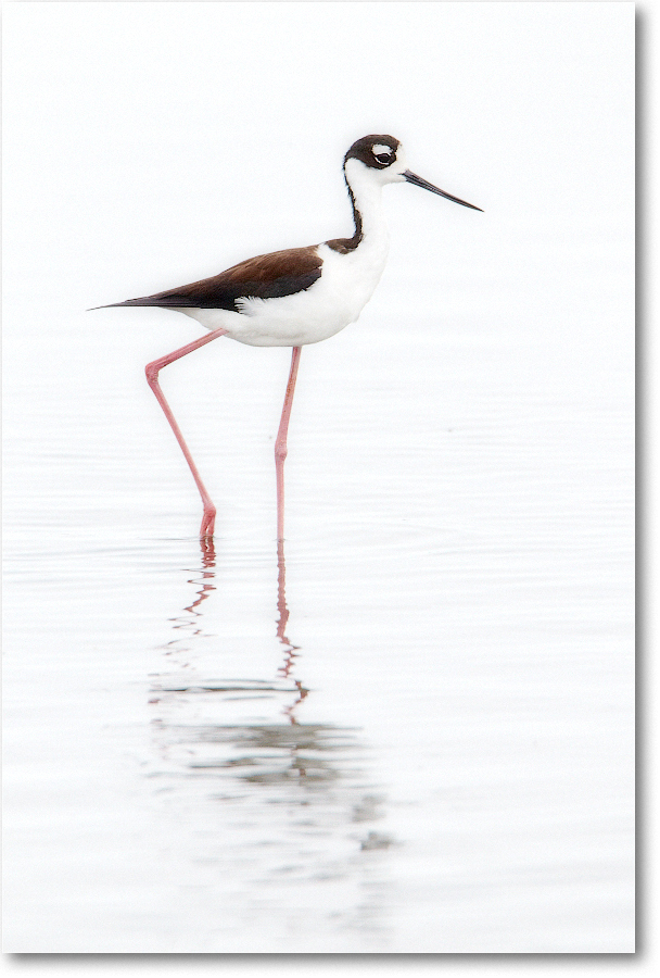 BlackneckedStilt-ChincoNWR-2012June_D4B1425 copy