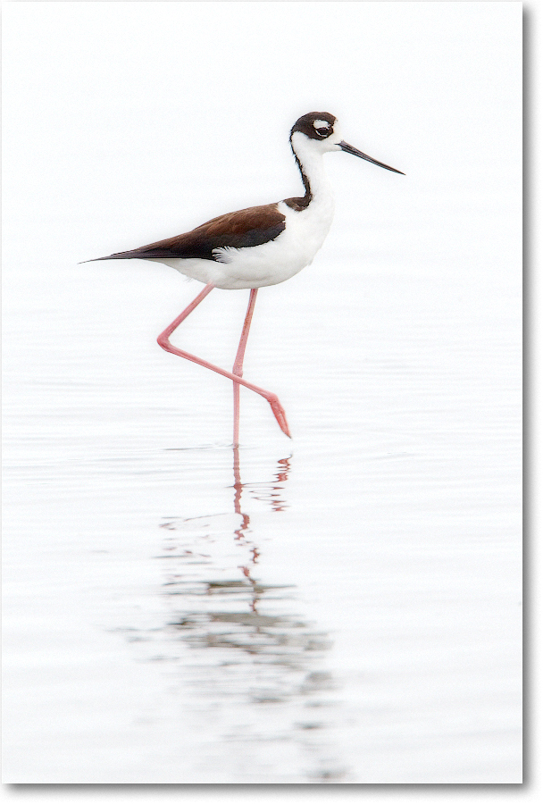 BlackneckedStilt-ChincoNWR-2012June_D4B1426 copy