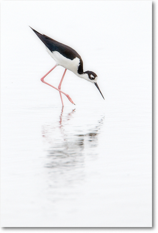 BlackneckedStilt-ChincoNWR-2012June_D4B1436 copy