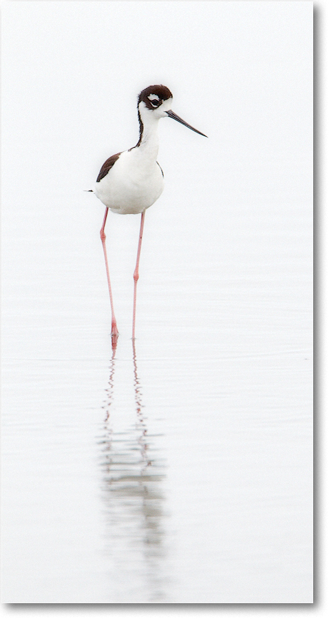BlackneckedStilt-ChincoNWR-2012June_D4B1438 copy
