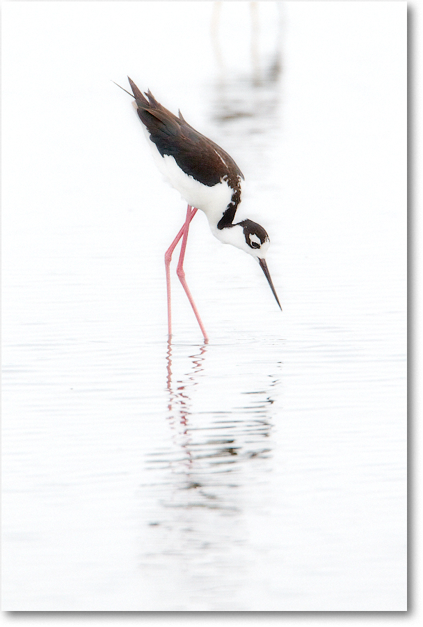 BlackneckedStilt-ChincoNWR-2012June_D4B1451 copy