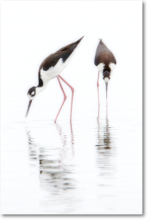 BlackneckedStilt-ChincoNWR-2012June_D4B1456 copy