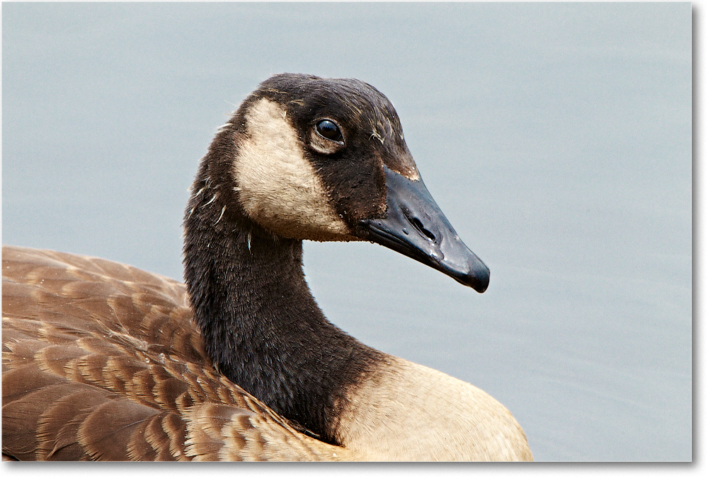 CanadaGoose-ChincoNWR-2012June_D4B1105 copy
