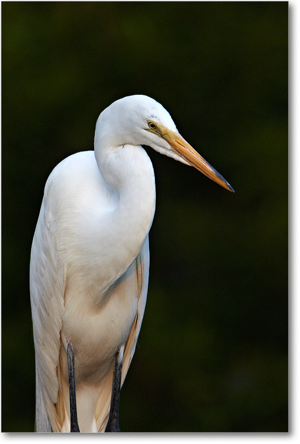 GreatEgret-ChincoNWR-2012June_D4B2265 copy