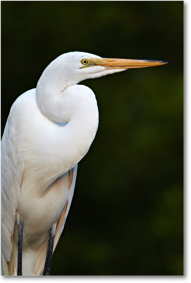 GreatEgret-ChincoNWR-2012June_D4B2267 copy