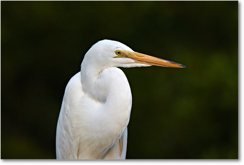 GreatEgret-ChincoNWR-2012June_D4B2268 copy