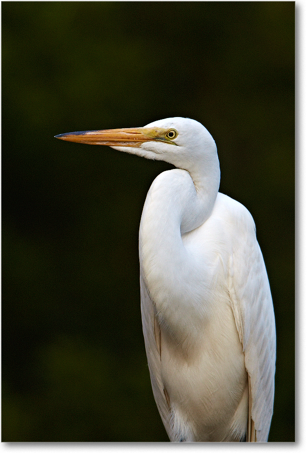 GreatEgret-ChincoNWR-2012June_D4B2270 copy