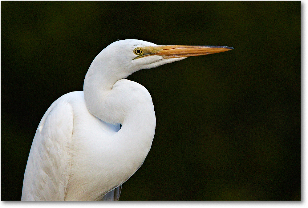 GreatEgret-ChincoNWR-2012June_D4B2277 copy