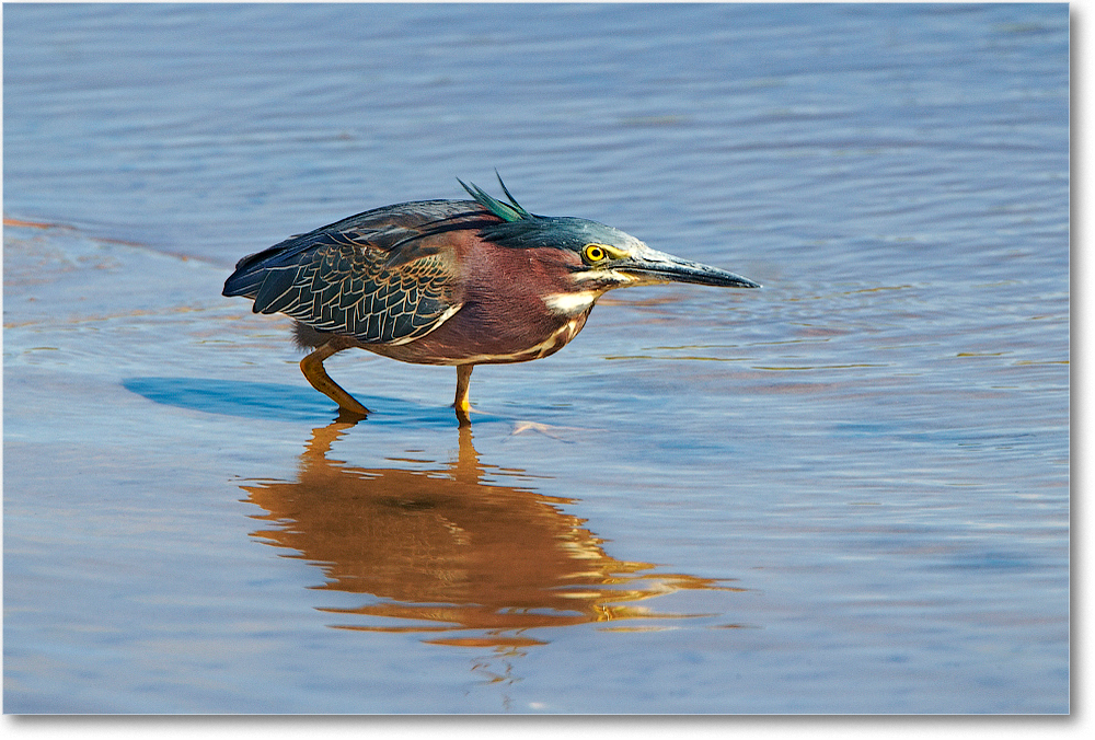 GreenHeron-ChincoNWR-2012June_D4B0944 copy