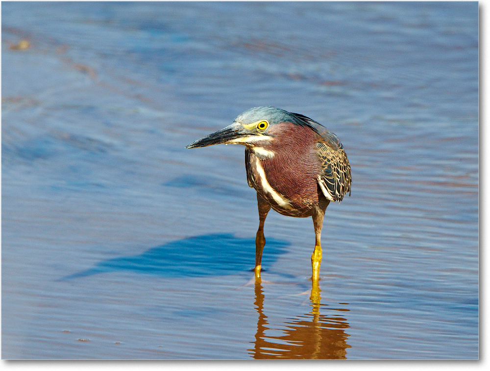 GreenHeron-ChincoNWR-2012June_D4B0974 copy